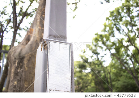 一個半＃1棲息在路燈上 43779528
