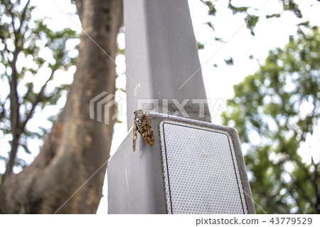 A semi that stops at a streetlight # 2 43779529