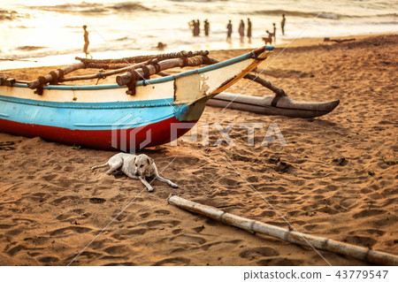 Stray dog laying on the beach sand, 43779547