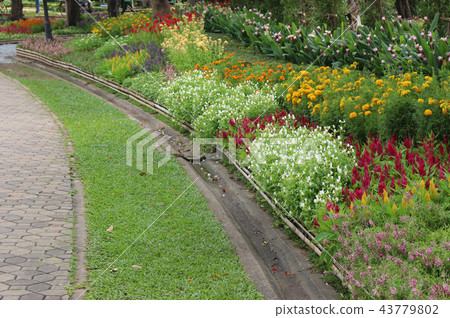 flower in garden and green grass flower in garden and green grass 43779802