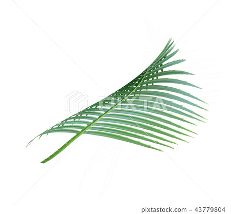 green palm leaf isolated on white background green palm leaf isolated on white background 43779804