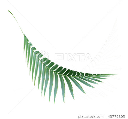 green palm leaf isolated on white background  43779805