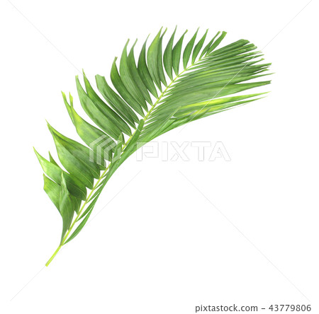 green palm leaf isolated on white background  43779806