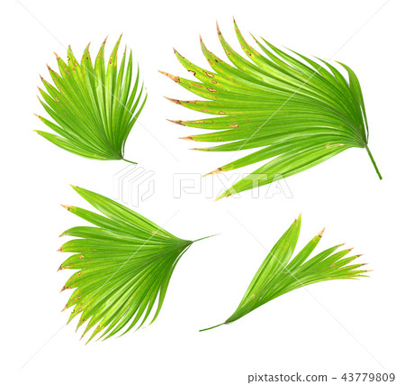 green palm leaf on white for summer background green palm leaf on white for summer background 43779809