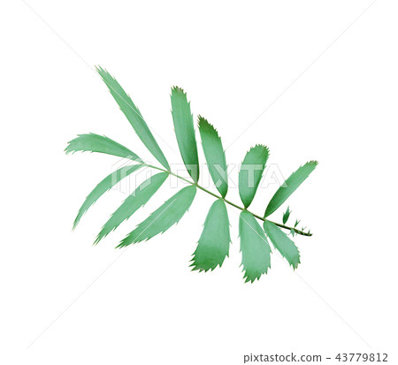 green palm leaf isolated on white background green palm leaf isolated on white background 43779812
