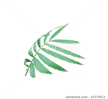 green palm leaf isolated on white background  43779813