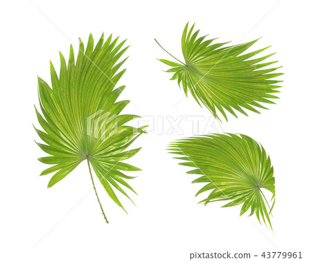 green palm leaf isolated on white background green palm leaf isolated on white background 43779961