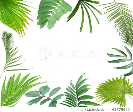 green palm leaf on white for summer background green palm leaf on white for summer background 43779963