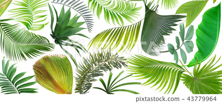 green palm leaf on white for summer background 43779964