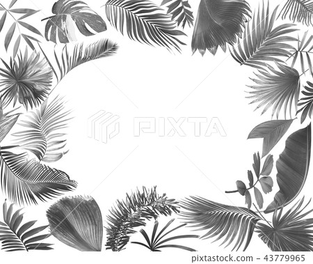 green palm leaf on white for summer background 43779965