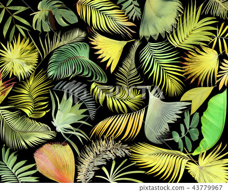green palm leaf on white for summer background green palm leaf on white for summer background 43779967