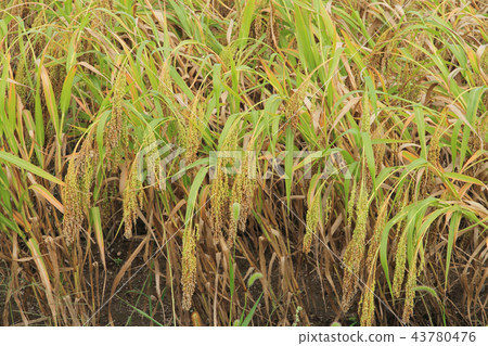 Millet field grain Millet field grain 43780476
