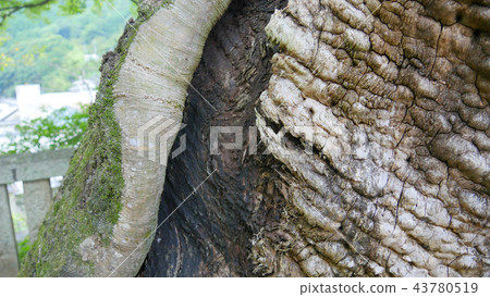 Zelkova elder trunk and new trunk tree epidermis Zelkova elder trunk and new trunk tree epidermis 43780519