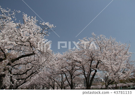 櫻桃樹 櫻桃樹 43781133