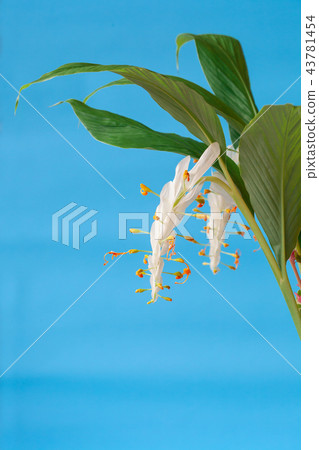 White Globba winiti flowers on color background. 43781454