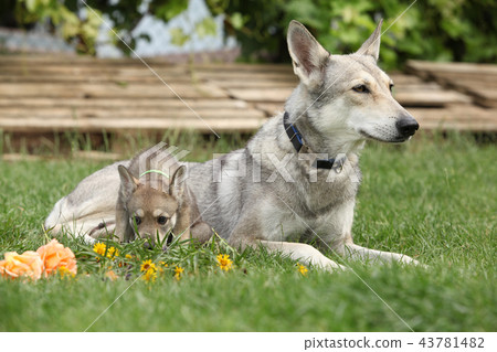 Saarloos Wolfhound bitch with puppy Saarloos Wolfhound bitch with puppy 43781482