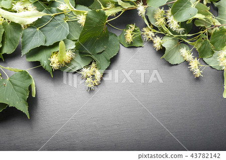 linden flowers on a black background 43782142