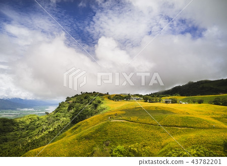 Sixty Stone Mountain Golden Needle Flower Sea 43782201