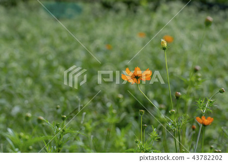 Yellow cosmos enocologsa 43782202