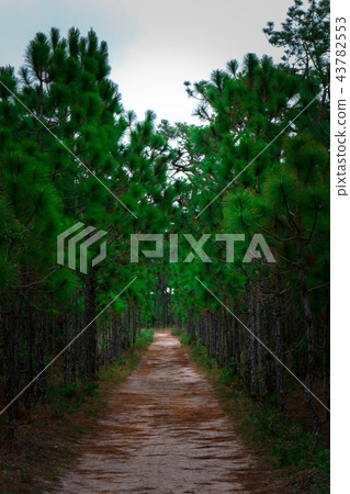 Background of forest path, pine tree tunnel 43782553