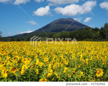 Hokkaido Niseko Town September, the sunflower and Mt. Yotei 43782692