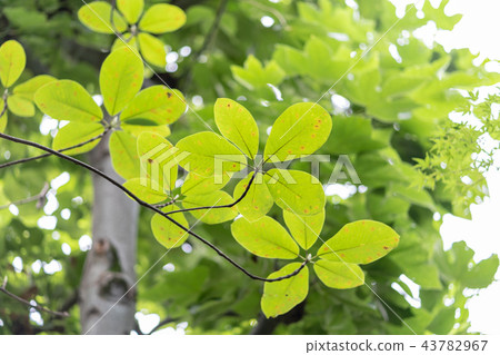 Honoki Honoki 43782967