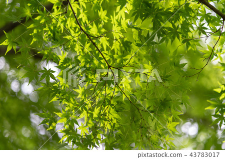 Maple Maple 43783017