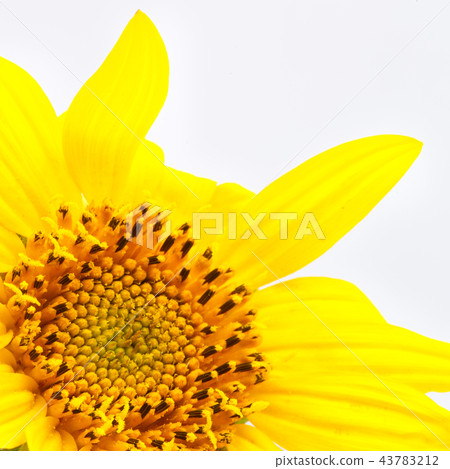 blurred sunflower in the white light a background blurred sunflower in the white light a background 43783212