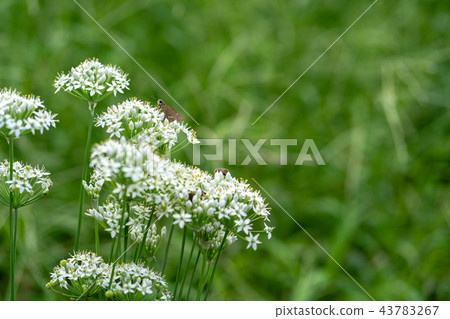 Dokugin Dokugin 43783267