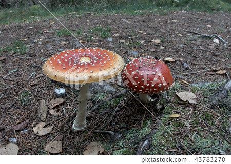 Fly amanita Fly amanita 43783270