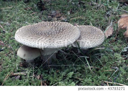 Fly amanita Fly amanita 43783271