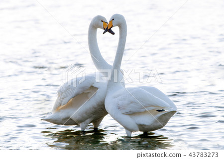 Whooper swan Whooper swan 43783273