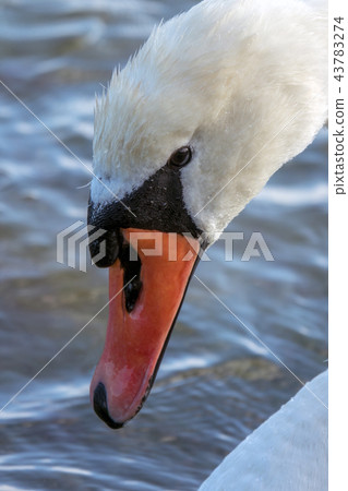 Mute Swan Mute Swan 43783274