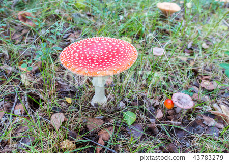 Fly amanita 43783279