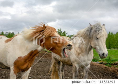 Icelandic horses Icelandic horses 43783291