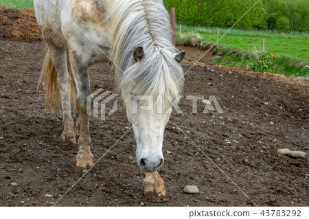 Icelandic horses 43783292