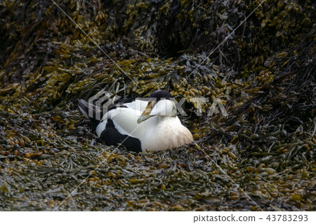 Eider Eider 43783293