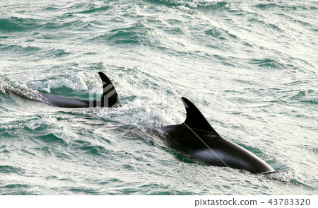 Dolphines Dolphines 43783320