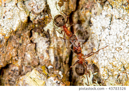 Red wood ants Red wood ants 43783326
