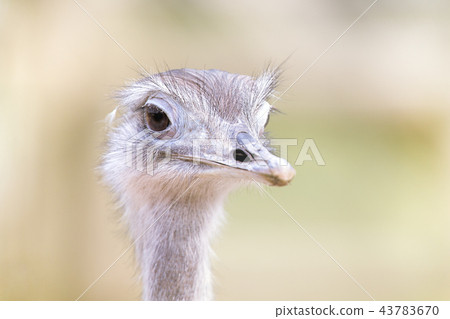 Common Rhea portrait 43783670