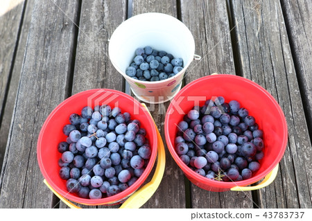 新鮮採摘的藍莓 新鮮採摘的藍莓 43783737