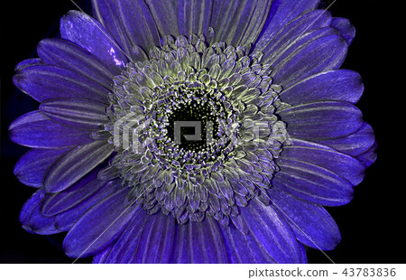 reflected ultraviolet Gerbera reflected ultraviolet Gerbera 43783836