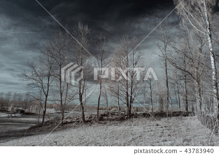 Forest in Infrared 43783940