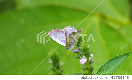 Yamato Shizimi 43784148