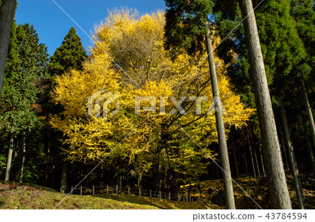 Mt. Nagi Bodhi-ji Grandson Tree-Autumn- 43784594