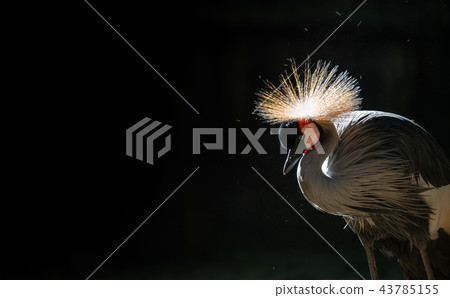 Grey crowned crane in dark background 43785155