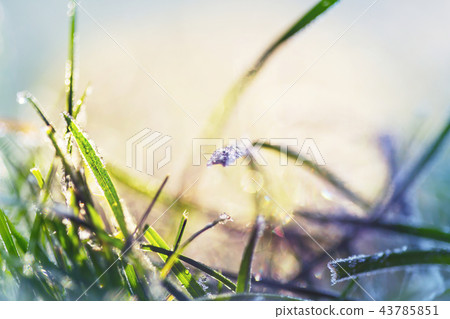 Frozen grass Frozen grass 43785851