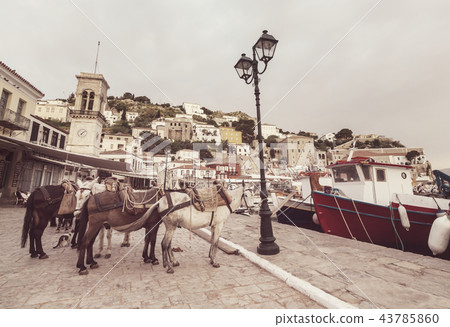 Hydra Hydra 43785860