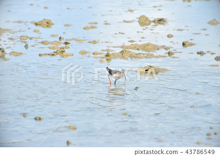 Landscape of Miyakojima / Tideland Landscape of Miyakojima / Tideland 43786549