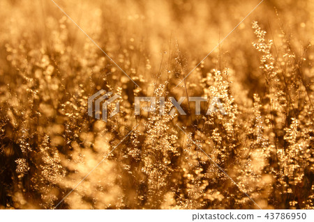 Grass field under the sunset Grass field under the sunset 43786950